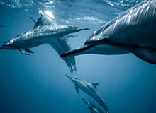 世界杯官方客户端-双星闪耀难救主 三后卫25中5 头重脚轻成鹈鹕传统